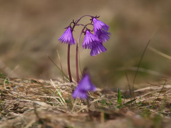 frühlingsboten