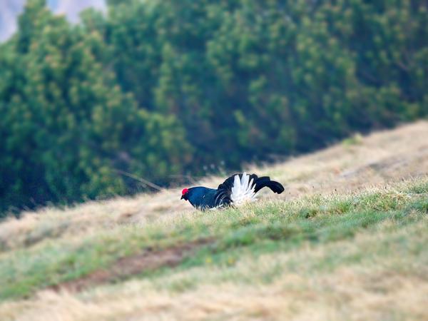 Recht munteres Treiben der Birkhähne in unmittelbaren Hüttenumgebung