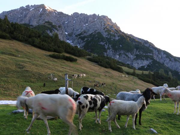 Blick auf die Erlspitze!