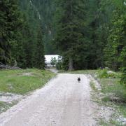 Forstweg zur Kristenalm